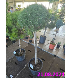 Pinus mugo 'Benjamin' C 18 L